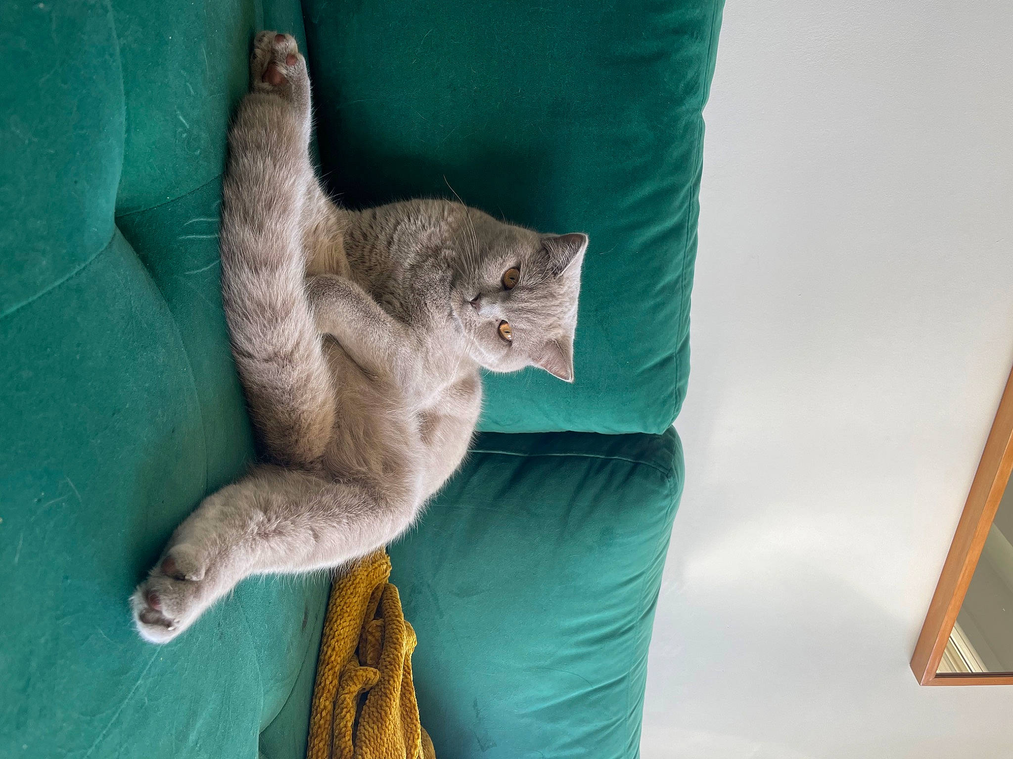 Sully a rejoint le concours — aidez-le/la à gagner de superbes lots ! azure, carnivore, domestic_short_haired_cat, elbow, eye, fawn, felidae, fur, gesture, glasses, grey, plant, small_to_medium_sized_cats, snout, sunglasses, tail, tree, whiskers, wildlife, window