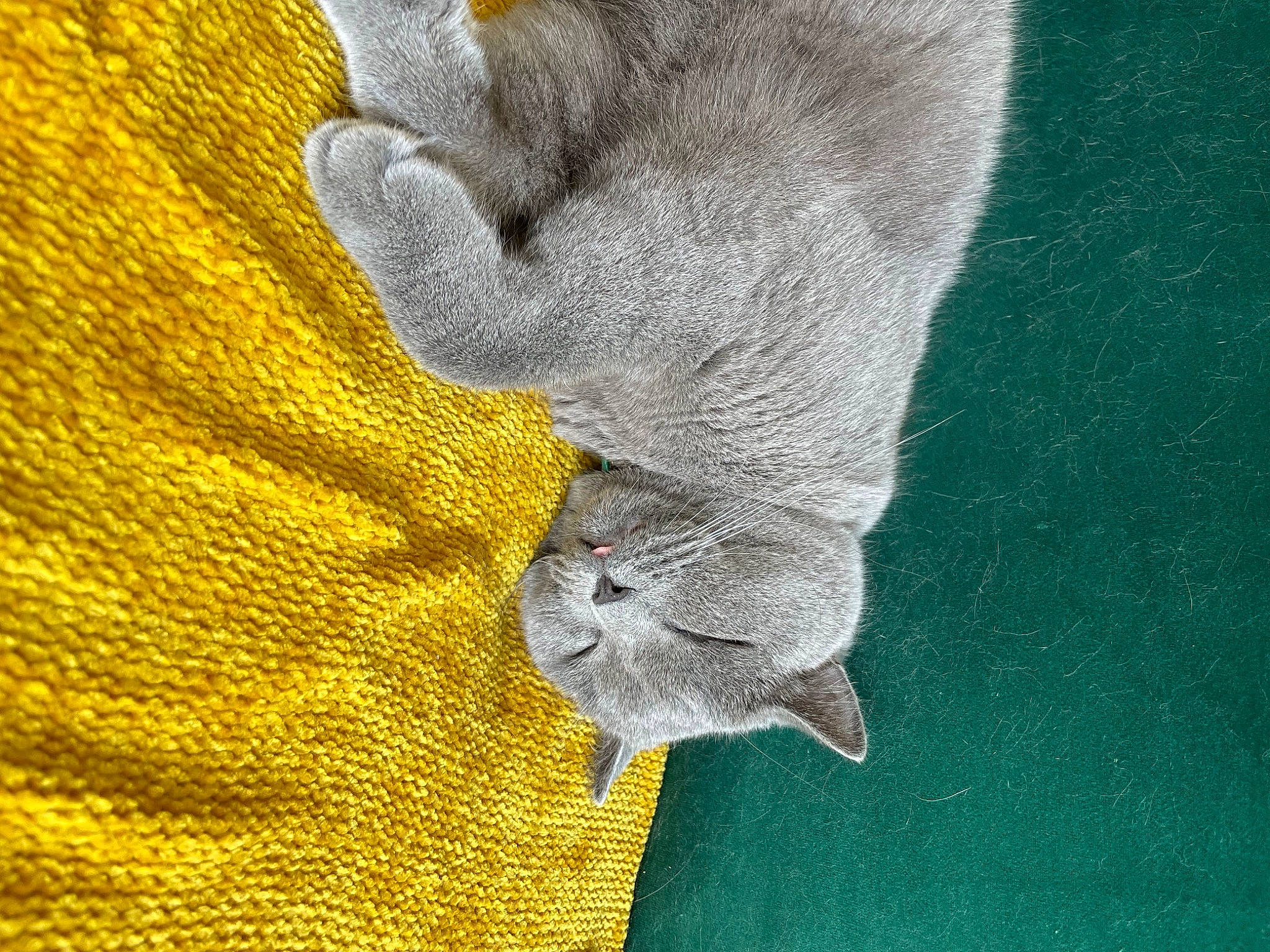 Logan participe au concours pour gagner de l'argent avec cette photo : art, cat, close_up, electric_blue, foot, fur, gesture, grey, hand, human_leg, linens, pattern, plant, tail, textile, thread, whiskers, wool, woolen, woven_fabric