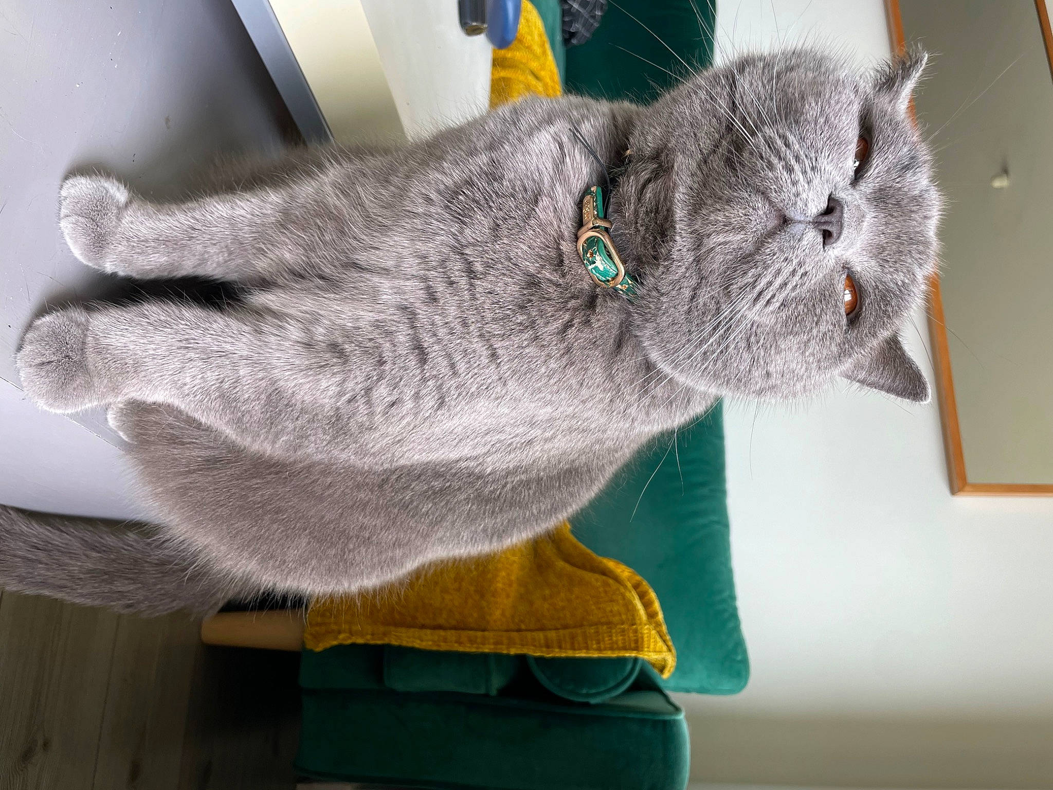 Logan participe au concours pour gagner de l'argent avec cette photo : art, carnivore, cat, comfort, creative_arts, domestic_short_haired_cat, felidae, fur, gesture, glasses, grey, russian_blue, sleeve, small_to_medium_sized_cats, snout, tail, thread, whiskers, wool, woolen
