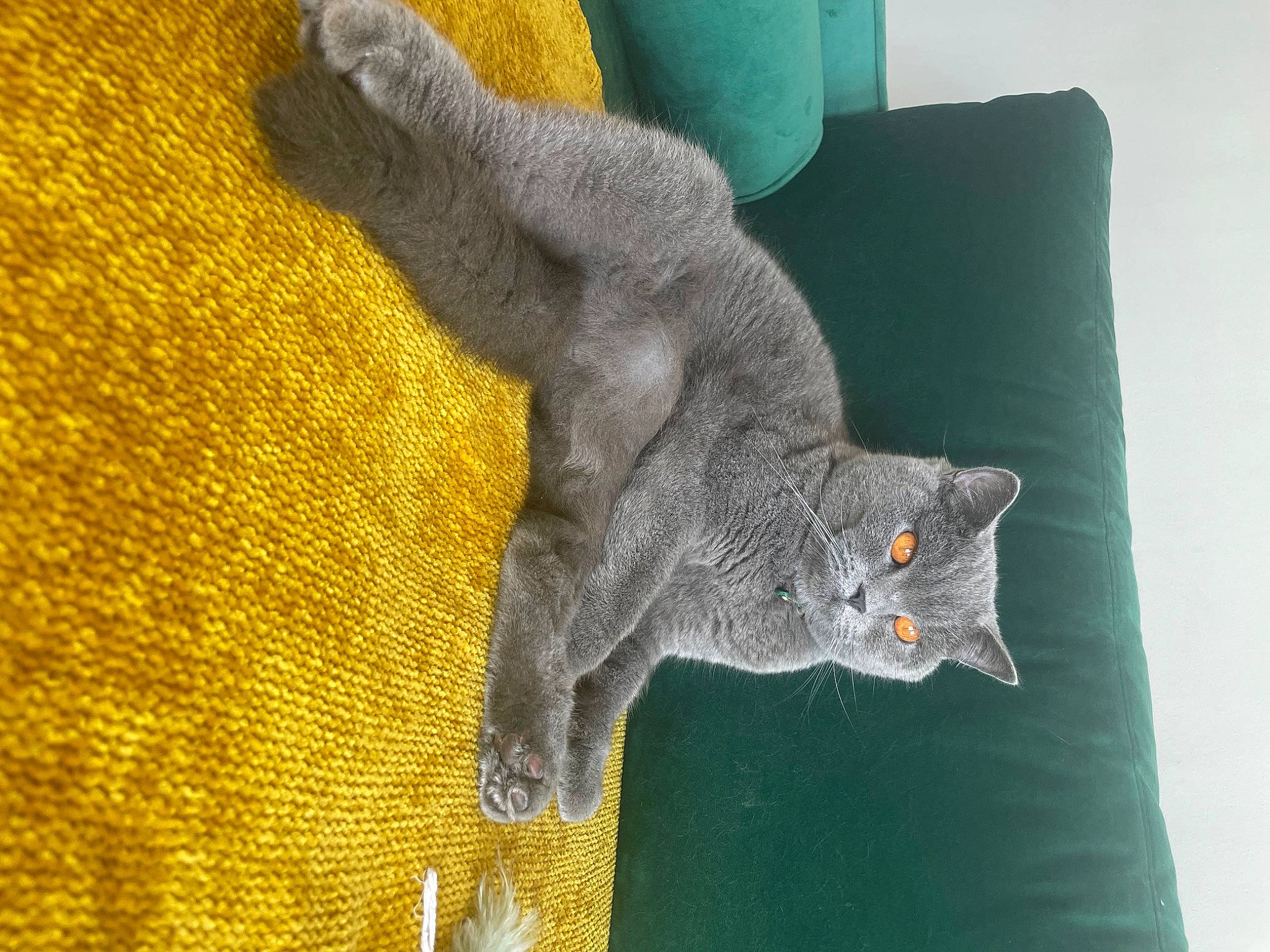 Logan participe au concours pour gagner de l'argent avec cette photo : art, carnivore, cat, claw, comfort, couch, domestic_short_haired_cat, felidae, fur, grey, pattern, pillow, russian_blue, small_to_medium_sized_cats, tail, terrestrial_animal, textile, whiskers, wool, woven_fabric