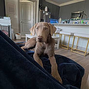 Sage is registered to the contest to win money with this photo: dog, puppy, brown_dog, portrait, sitting, blanket, indoors, kitchen, home, furniture, cabinet, countertop, bar_stools, refrigerator, microwave, hanging_lights, door, floor, pet, looking_at_camera