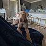 dog, puppy, brown_dog, portrait, sitting, blanket, indoors, kitchen, home, furniture, cabinet, countertop, bar_stools, refrigerator, microwave, hanging_lights, door, floor, pet, looking_at_camera