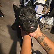 Ares is registered to the contest to win money with this photo: dog, black_dog, close_up, tattoo, hand, floor, indoor, box, plastic_wrap, clutter, pet, animal, tongue, holding, person, paw, fur, shadow, carpet, casual