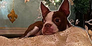 Lizzy is registered to the contest to win money with this photo: dog, boston_terrier, christmas_tree, holiday_lights, decorations, fabric, gold_pattern, resting, indoors, pet, cute, cozy, festive, animal, ears, face, brown_and_white, floor, relaxed, background
