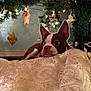 dog, boston_terrier, christmas_tree, holiday_lights, decorations, fabric, gold_pattern, resting, indoors, pet, cute, cozy, festive, animal, ears, face, brown_and_white, floor, relaxed, background