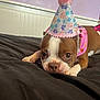 dog, brown, white, party_hat, bed, black_bedspread, pink_bandana, polka_dot, indoor, pet, cute, lying_down, close_up, headboard, wall, decor, expression, animal, resting, house