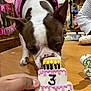 Lizzy is registered to the contest to win money with this photo: dog, boston_terrier, birthday, cookie, cake, number_3, pink_hoodie, table, hand, indoor, celebration, decorations, balloon, banner, person, shelf, sniffing, pet, cute, festive