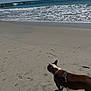 Lizzy joined the competition — help win amazing prizes! dog, beach, sand, ocean, waves, sky, leash, footprints, paw_prints, sunlight, water, shore, outdoor, pet, canine, daytime, nature, vacation, animal, coast