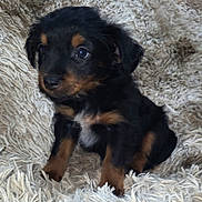 Priest joined the competition — help win amazing prizes! adorable, animal, black, brown, canine, carpet, cozy, cute, dog, eyes, face, fluffy, fur, fur_pattern, indoor, pet, puppy, sitting, small, young