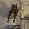 cat, tabby_cat, pet, animal, indoor, cat_tree, hammock, food_bowl, furniture, relaxed, dangling_legs, domestic_cat, brown_tabby, whiskers, collar, pet_accessory, wall, shadow, resting, household