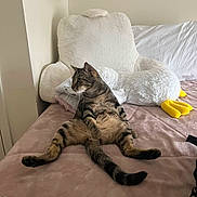 Puffin joined the competition — help win amazing prizes! cat, tabby_cat, bed, plush_toy, stuffed_animal, yellow_feet, relaxed, sitting, feline, indoor, home, cozy, furniture, blanket, soft_toy, animal, pet, cute, resting, neutral_colors