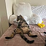 cat, tabby_cat, bed, plush_toy, stuffed_animal, yellow_feet, relaxed, sitting, feline, indoor, home, cozy, furniture, blanket, soft_toy, animal, pet, cute, resting, neutral_colors