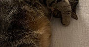 Puffin is registered to the contest to win money with this photo: cat, tabby, sleeping, paw, feline, striped_fur, cozy, relaxed, indoor, couch, close_up, pet, animal, whiskers, fur, domestic_cat, resting, cute, covered_face, nap