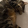 cat, tabby, sleeping, paw, feline, striped_fur, cozy, relaxed, indoor, couch, close_up, pet, animal, whiskers, fur, domestic_cat, resting, cute, covered_face, nap