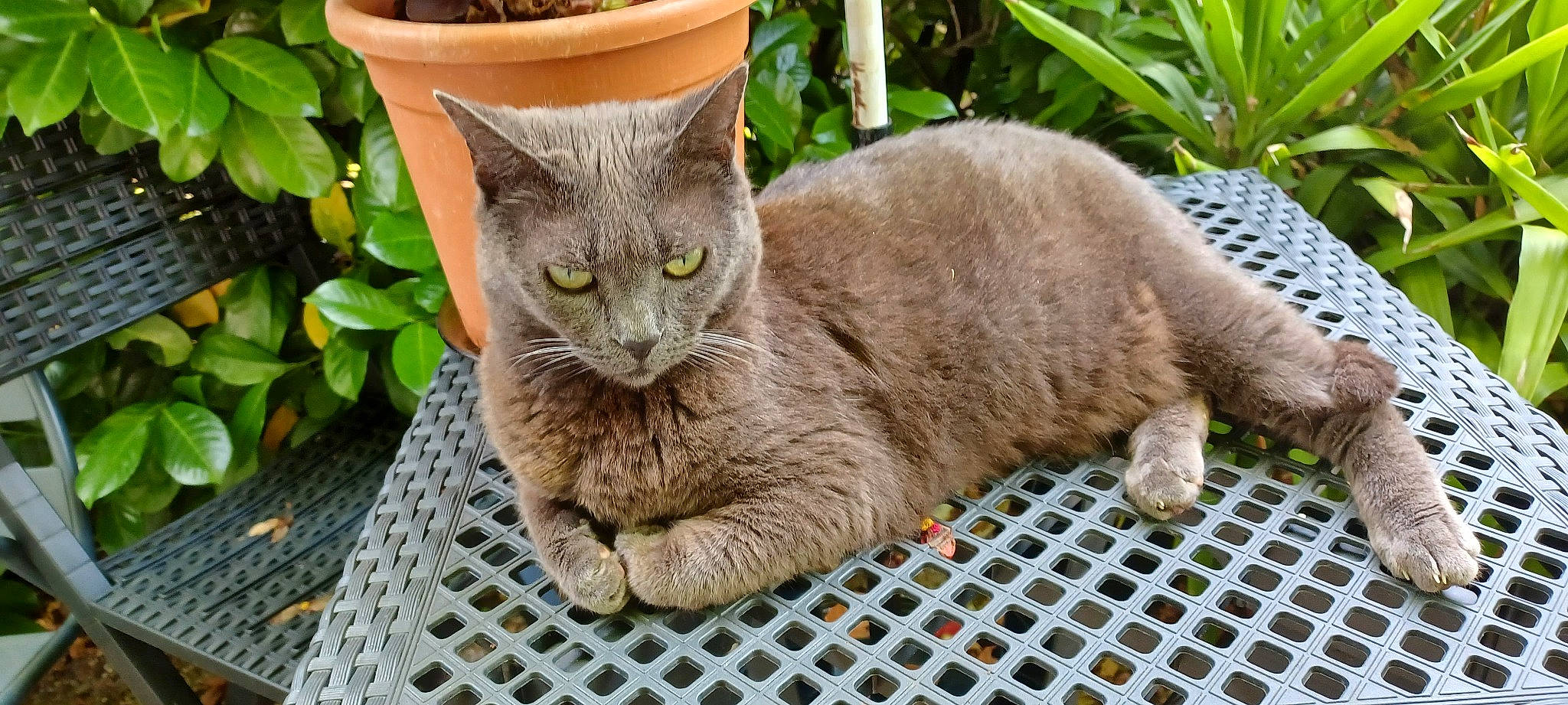 Handy participe au concours pour gagner de l'argent avec cette photo : carnivore, cat, domestic_short_haired_cat, fawn, felidae, flowerpot, fur, grass, groundcover, houseplant, mesh, plant, small_to_medium_sized_cats, snout, tail, terrestrial_animal, whiskers, wildlife, window