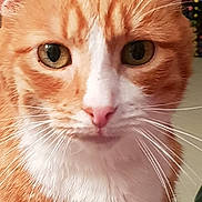 Toulouse participe au concours pour gagner de l'argent avec cette photo : cat, cat_like_mammal, close_up, domestic_short_haired_cat, ear, eye, face, fauna, fur, iris, kitten, nose, organ, skin, small_to_medium_sized_cats, snout, whiskers