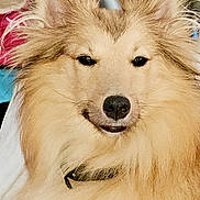 üko participe au concours pour gagner de l'argent avec cette photo : dog, fluffy, smiling, indoor, golden, pet, canine, fur, collar, closeup, face, ears, animal, mischievous, cute, friendly, companion, portrait, home, bookshelf