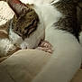 animal, beige, cat, close_up, cozy, cute, ear, fur, indoor, nap, paw, pet, quilt, relaxation, resting, sleeping, soft, tabby, whiskers, white_fur