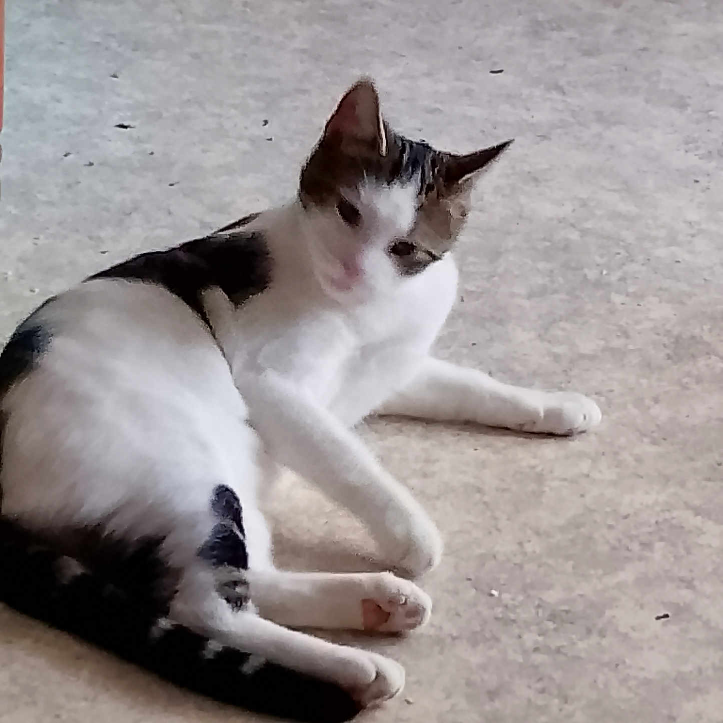 Cacahuète a rejoint le concours — aidez-le/la à gagner de superbes lots ! animal, black_fur, carpet, cat, cute, domestic, ears, feline, floor, indoor, lying_down, paw, pet, playful, relaxed, resting, striped_toy, stuffed_animal, tail, white_fur