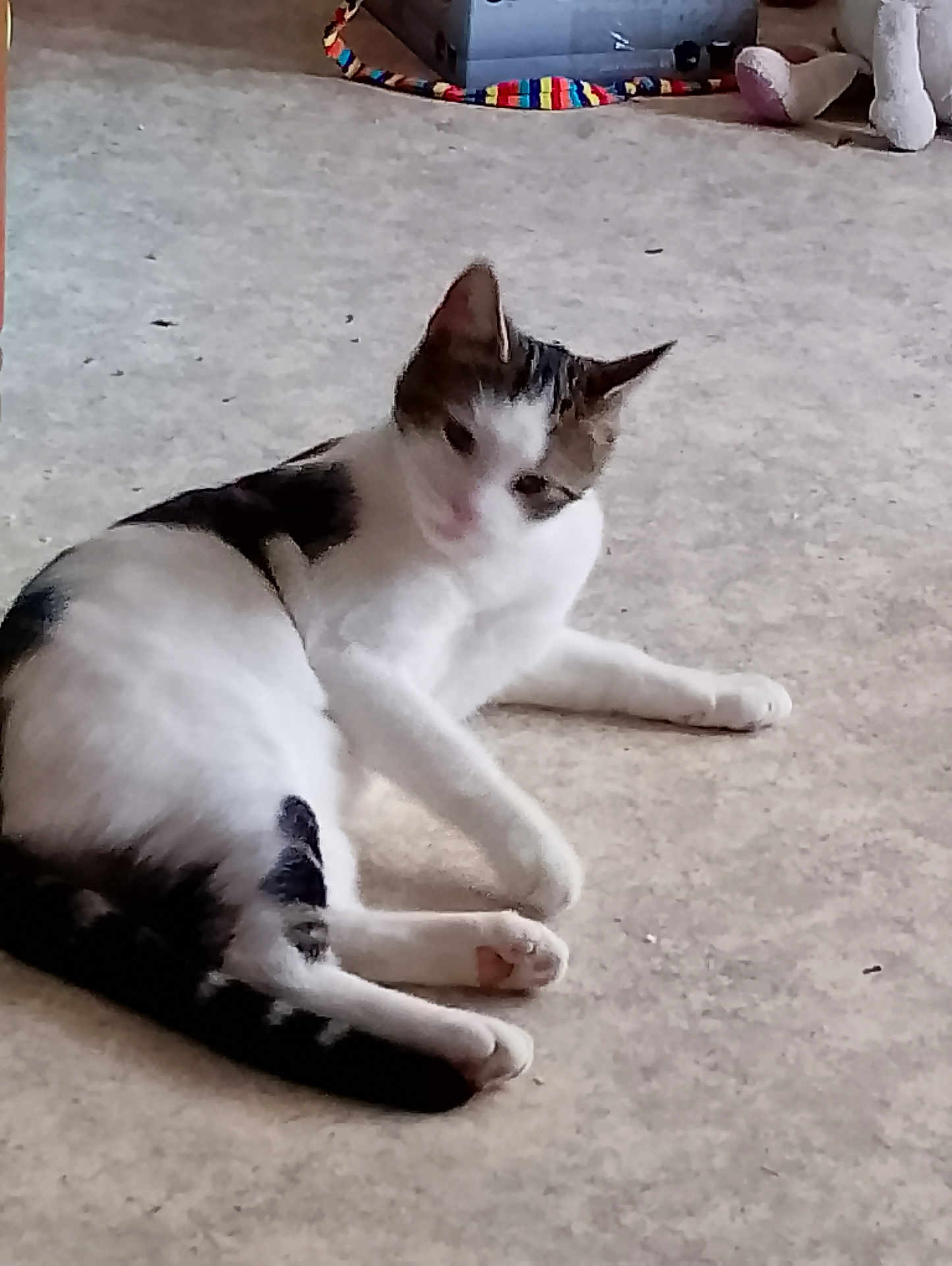 Cacahuète a rejoint le concours — aidez-le/la à gagner de superbes lots ! cat, animal, pet, lying_down, white_fur, black_fur, striped_toy, stuffed_animal, floor, indoor, relaxed, cute, feline, paw, ears, tail, carpet, playful, resting, domestic