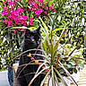 black_cat, cat, plant, flower, pink_flower, greenery, potted_plant, wooden_table, garden, outdoor, nature, foliage, pet, animal, sitting, closeup, domestic_cat, leaf, colorful, daylight