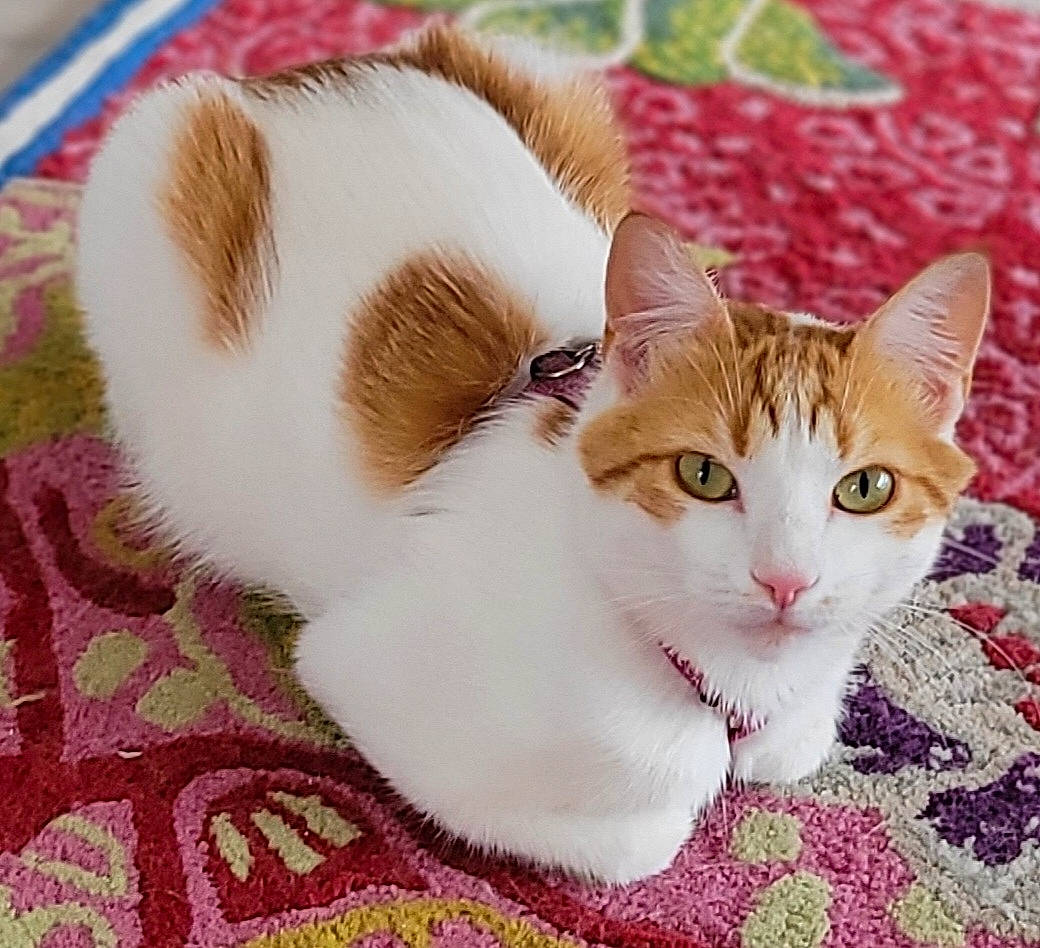 Socrate a rejoint le concours — aidez-le/la à gagner de superbes lots ! art, carnivore, cat, comfort, domestic_short_haired_cat, fawn, felidae, fur, grass, paw, photo_caption, plant, small_to_medium_sized_cats, snout, tail, whiskers