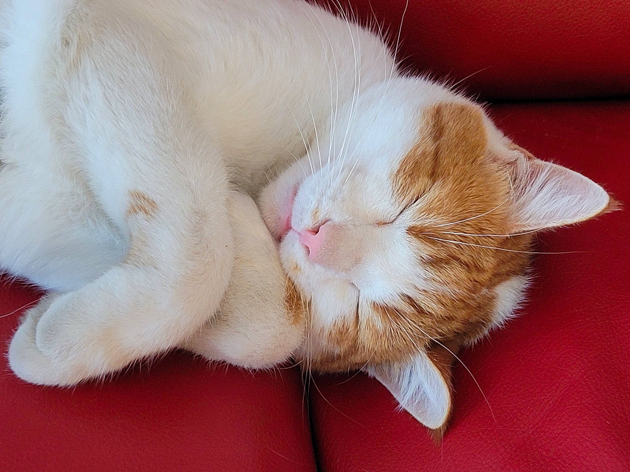 Socrate participe au concours pour gagner de l'argent avec cette photo : carnivore, cat, claw, comfort, domestic_short_haired_cat, ear, fawn, felidae, foot, fur, nail, nap, paw, peach, sleep, small_to_medium_sized_cats, snout, tail, whiskers