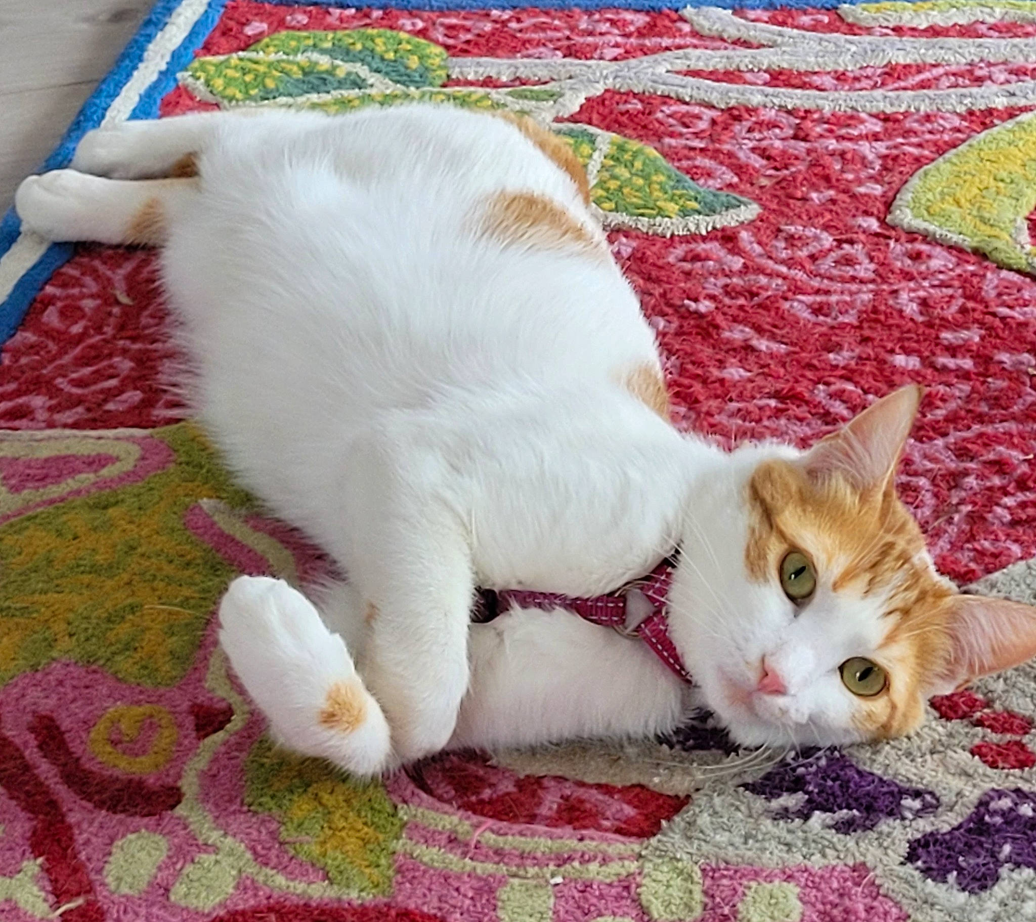 Socrate a rejoint le concours — aidez-le/la à gagner de superbes lots ! art, carnivore, cat, cat_supply, claw, comfort, domestic_short_haired_cat, fawn, felidae, foot, fur, grass, linens, paw, small_to_medium_sized_cats, snout, tail, terrestrial_animal, textile, whiskers