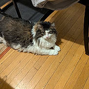 Monkey joined the competition — help win amazing prizes! cat, fluffy, indoor, wooden_floor, furniture, chair, rug, pet, animal, relaxed, home, cozy, white, brown, black, long_hair, domestic_cat, laying, floor, calm