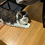 cat, fluffy, indoor, wooden_floor, furniture, chair, rug, pet, animal, relaxed, home, cozy, white, brown, black, long_hair, domestic_cat, laying, floor, calm
