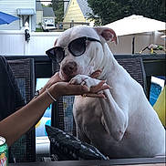 Blue joined the competition — help win amazing prizes! backyard, candle, chair, dog, drink_can, fence, house, human_hand, napkin, outdoor, patio_table, paw, person_arm, pet, summer, sunglasses, sunglasses_on_dog, swimming_pool, umbrella, white_dog
