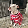Blue joined the competition — help win amazing prizes! adorable, blue_eyes, cabinet, clothing, dog, festive_pajamas, indoor, kitchen, looking_up, oven, pajamas, paws, pet, pitbull, rug, sitting, tail, tile_floor, white_dog, white_fur