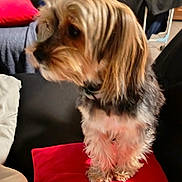 Blacky participe au concours pour gagner de l'argent avec cette photo : animal, black_fur, blanket, brown_fur, clothing, companion, cozy, cute, dog, fluffy, furniture, household, indoor, looking_away, pet, red_cushion, side_view, small_dog, soft, white_fur