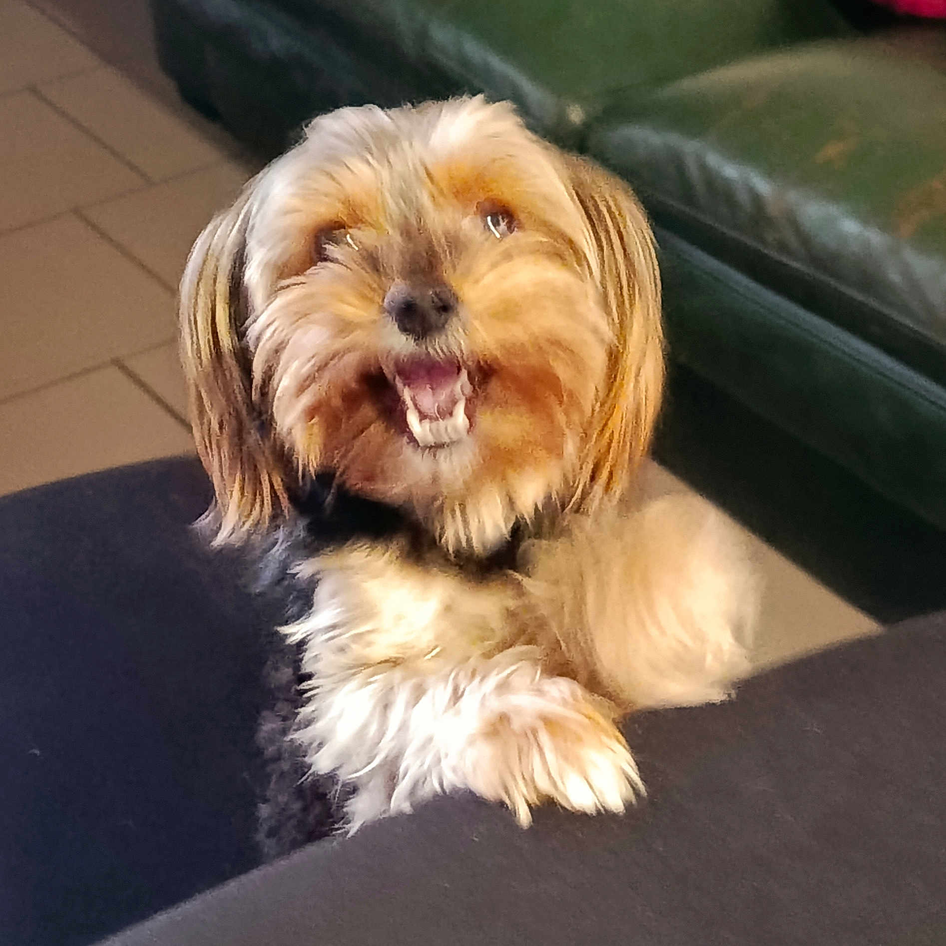 Blacky a rejoint le concours — aidez-le/la à gagner de superbes lots ! animal, black, brown, canine, couch, cute, dog, fluffy, fur, furniture, happy, home, indoor, looking_up, mouth_open, paw, pet, small_dog, smiling, white