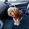 Blacky participe au concours pour gagner de l'argent avec cette photo : alert, animal, black_purse, car_interior, car_seat, daylight, dog, domestic_animal, door_handle, floor_mat, fur, harness, leash, pet, side_view, small_dog, standing, transportation, vehicle, window