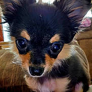 Mitzi joined the competition — help win amazing prizes! adorable, animal, black_fur, canine, close_up, cute, dog, ears, eyes, face, fluffy, fur, indoor, nose, pet, portrait, puppy, small_dog, tan_fur, whiskers