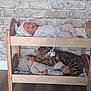cat, bengal_cat, doll, miniature_bunk_bed, pacifier, wooden_bed, brick_wall, floor, playful, indoor, toy, childrens_room, sleeping_doll, lying_down, pet, animal, feline, striped_cat, resting, cute