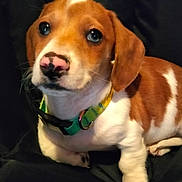 Tricker is registered to the contest to win money with this photo: puppy, dog, canine, brown_and_white, floppy_ears, blue_eyes, pink_nose, collar, sitting, portrait, pet, animal, indoors, black_background, chair, fur, paws, cute, looking_at_camera, photography