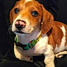 puppy, dog, canine, brown_and_white, floppy_ears, blue_eyes, pink_nose, collar, sitting, portrait, pet, animal, indoors, black_background, chair, fur, paws, cute, looking_at_camera, photography