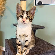 Rocket a rejoint le concours — aidez-le/la à gagner de superbes lots ! kitten, cat, pet, animal, indoor, cat_tree, toy, fur, whiskers, paws, cute, curious, playful, domestic, mammal, feline, young, sitting, closeup, portrait