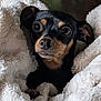 animal, black, blanket, close_up, comfort, cozy, cute, dog, ears, fur, indoor, nose, pet, puppy, relaxed, small_dog, snuggled, soft_texture, tan, whiskers