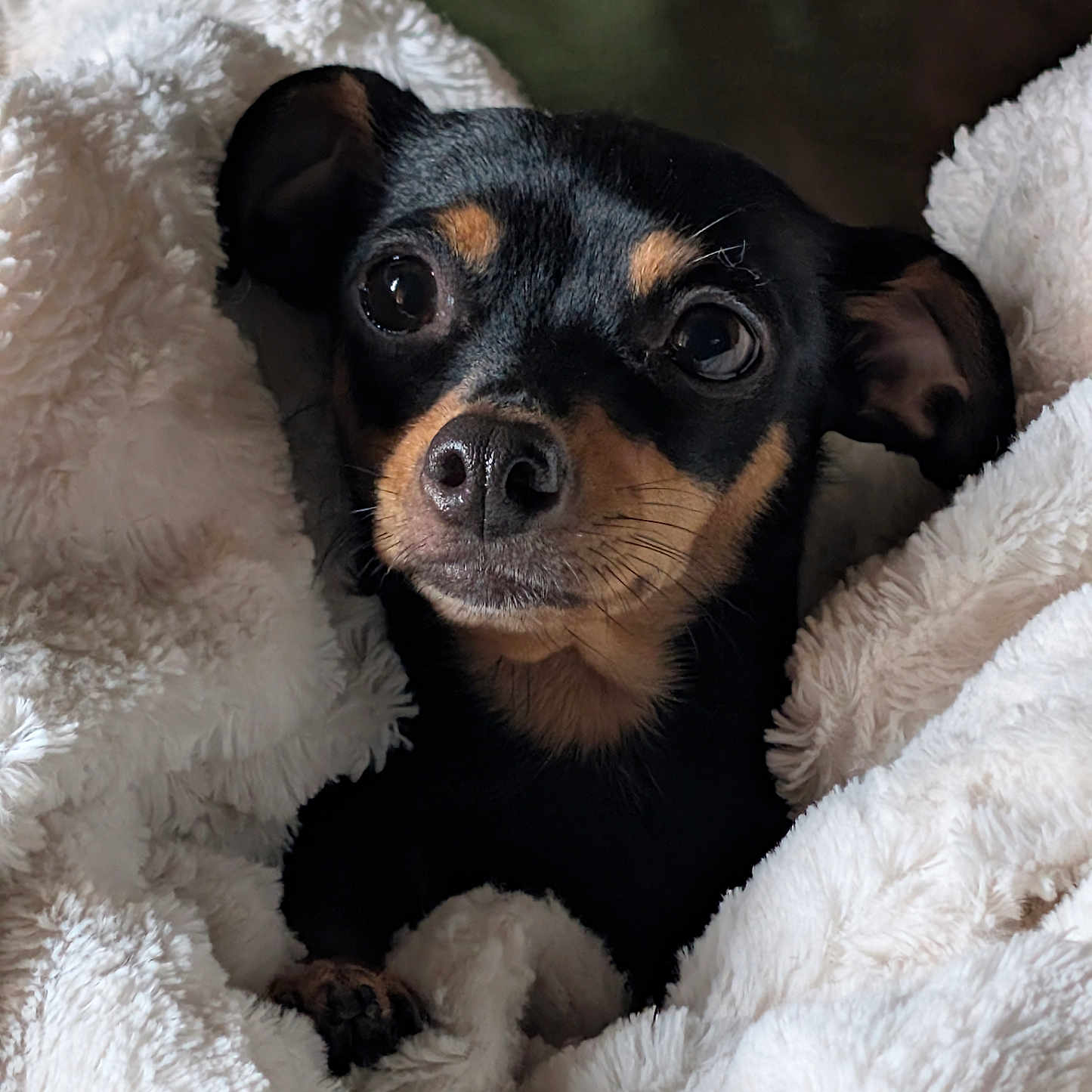 Honey joined the competition — help win amazing prizes! animal, black, blanket, close_up, comfort, cozy, cute, dog, ears, fur, indoor, nose, pet, puppy, relaxed, small_dog, snuggled, soft_texture, tan, whiskers