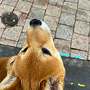 Atlas participe au concours pour gagner de l'argent avec cette photo : dog, canine, close_up, fur, nose, ears, outdoor, pavement, stone, asphalt, curious, pet, animal, brown_fur, whiskers, side_view, leash, daylight, texture, snout