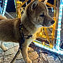 dog, puppy, shiba_inu, leash, collar, neon_lights, night, outdoor, cobblestone, animal, pet, fur, brown, cute, alert, walking, closeup, background, glowing, festive