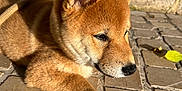 Atlas participe au concours pour gagner de l'argent avec cette photo : dog, puppy, shiba_inu, fur, paw, outdoor, sunlight, stone_pavement, animal, pet, cute, relaxed, brown, closeup, portrait, young, canine, mammal, daylight, resting