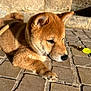 dog, puppy, shiba_inu, fur, paw, outdoor, sunlight, stone_pavement, animal, pet, cute, relaxed, brown, closeup, portrait, young, canine, mammal, daylight, resting