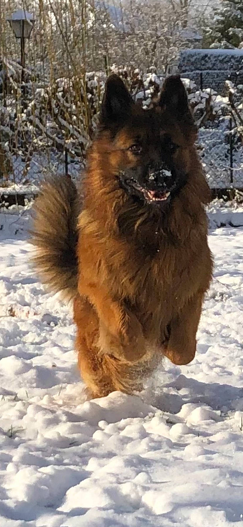Pacha participe au concours pour gagner de l'argent avec cette photo : canidae, carnivore, companion_dog, dog, dog_breed, dog_supply, east_european_shepherd, freezing, fur, german_shepherd_dog, herding_dog, king_shepherd, liver, old_german_shepherd_dog, snout, snow, sporting_group, tail, winter, working_dog