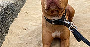 Tyron a rejoint le concours — aidez-le/la à gagner de superbes lots ! dog, sand, beach, leash, cliff, person, relaxing, outdoor, brown_dog, white_paws, concrete, rock, sitting, lying_down, casual, nature, summer, vacation, animal, curious