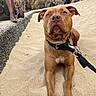 animal, beach, brown_dog, casual, cliff, concrete, curious, dog, leash, lying_down, nature, outdoor, person, relaxing, rock, sand, sitting, summer, vacation, white_paws