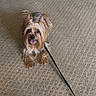 dog, yorkshire_terrier, pet, animal, leash, carpet, indoor, cute, small_dog, fur, tongue_out, ears_up, waiting, companion, adorable, friendly, household, domestic_animal, canine, smiling